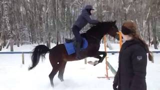 horse jumping training (прыжки на лошади)