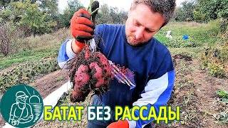 Growing Sweet Potatoes without Seedlings by Cuttings from Open Ground 🚀 Gordeev's Experience