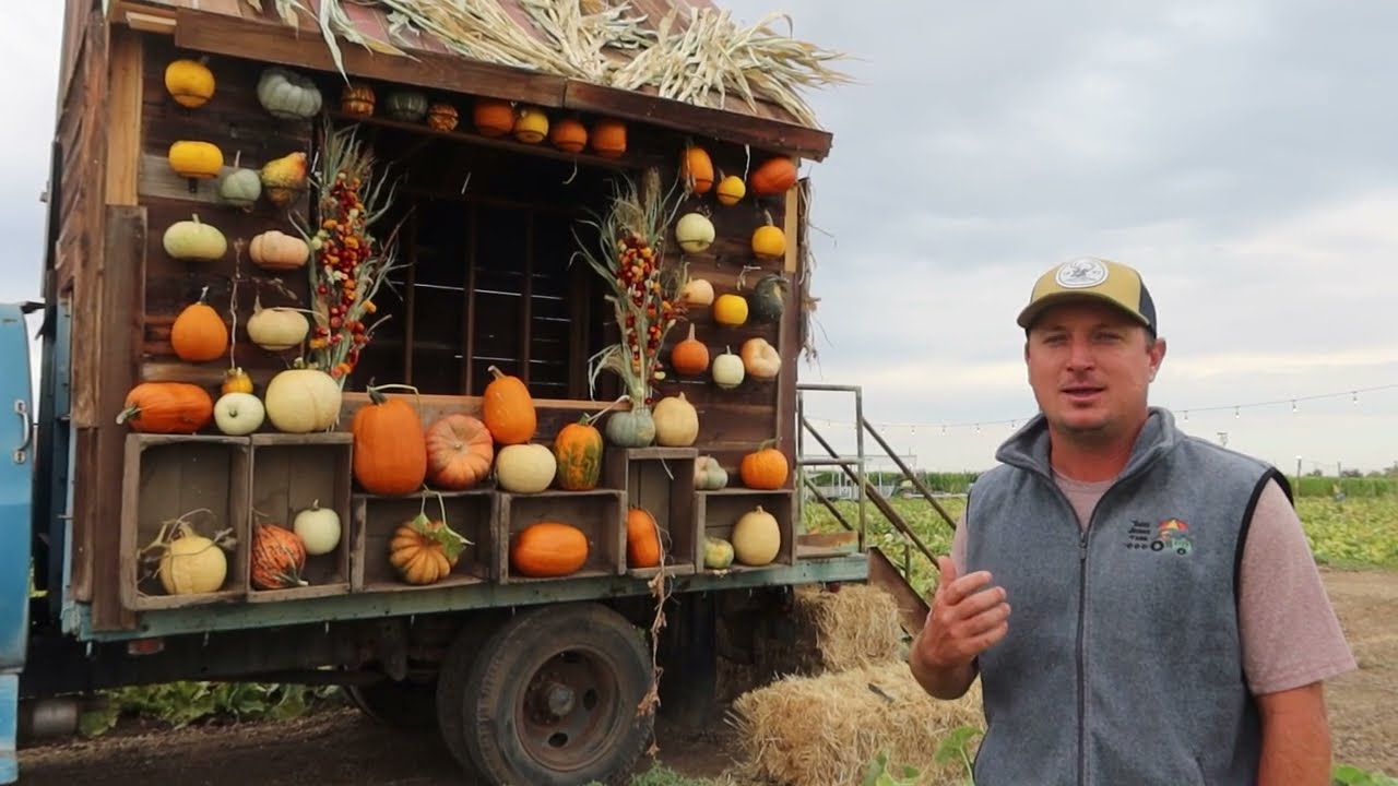 Тыквенная ферма Three Nunns Farm открылась в Брентвуде (2025)