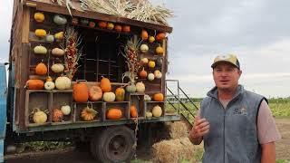 Three Nunns Farm Pumpkin Patch Opens Now Open in Brentwood (2025)