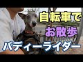 愛犬とお散歩 バディーライダー