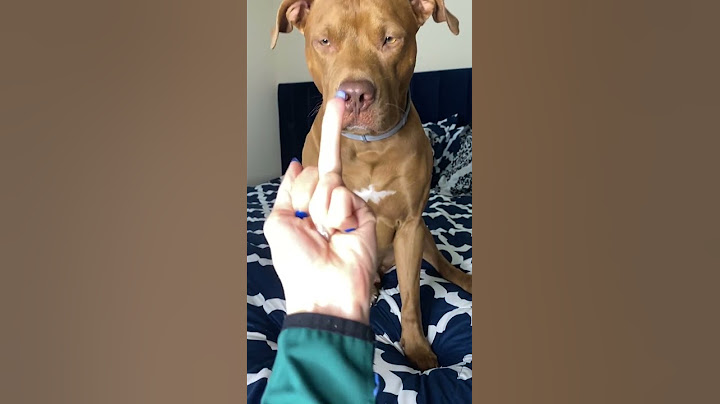 Cute Dog Doesn't Like the Middle Finger - Funny Dog Videos 🐾