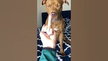 Cute Dog Doesn T Like The Middle Finger Funny Dog Videos 