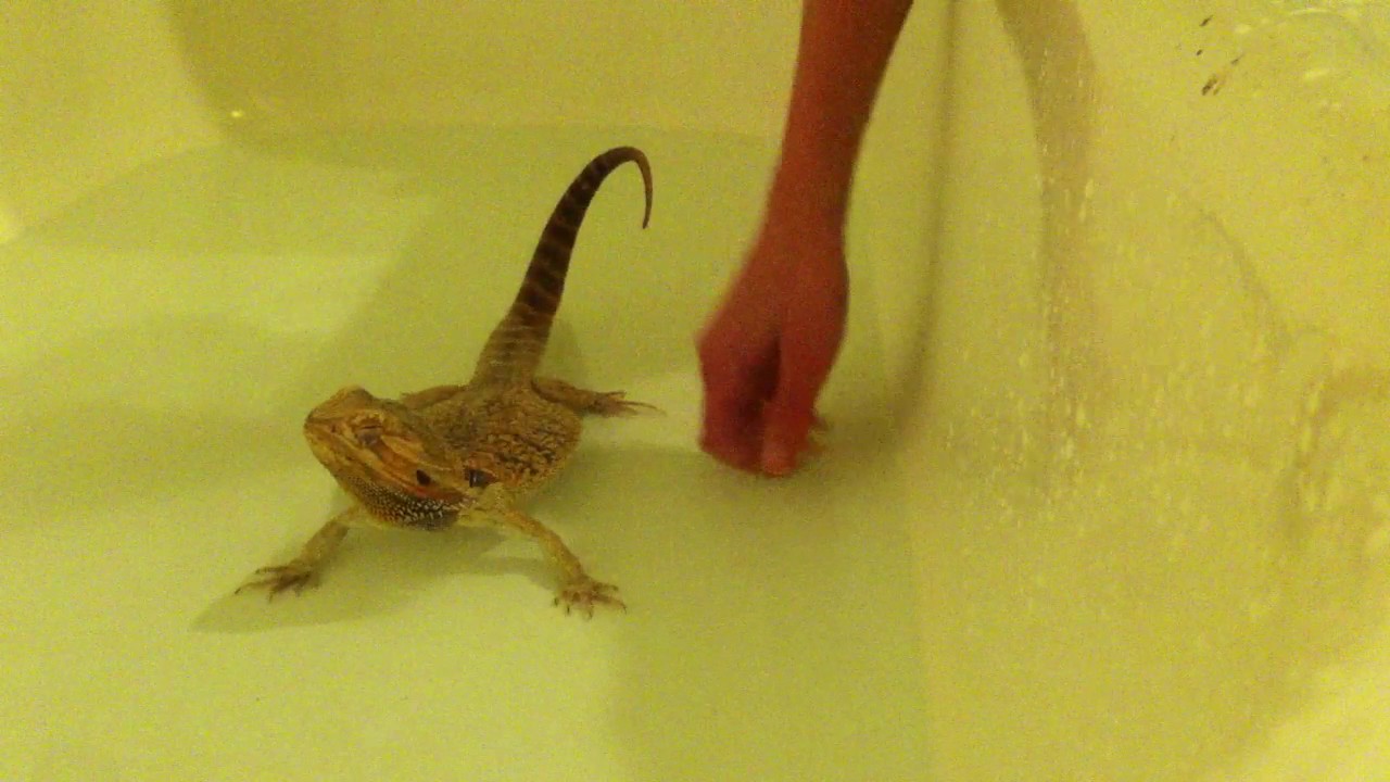 video phone beyonce mp3 HOW TO GIVE YOUR BEARDED DRAGON A BATH