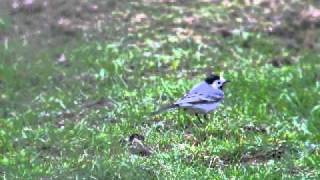 Motacilla alba. Lavandera. Laverca