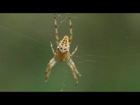 Крестовик обыкновенный. ( Araneus diadematus )