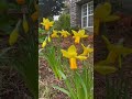 First Daffodils - Jetfire