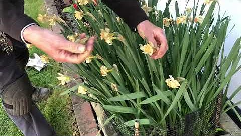 Deadheading Daffodils