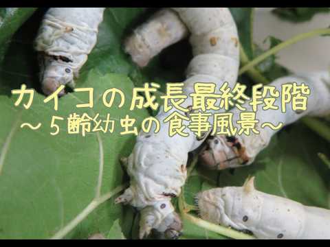 カイコの成長最終段階〜５齢幼虫の食事風景〜