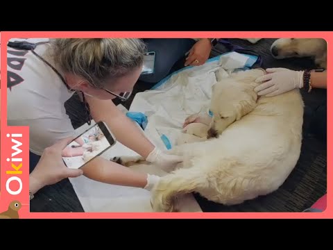 Vídeo: Estudo: Cães que comem cocô preferem marca própria