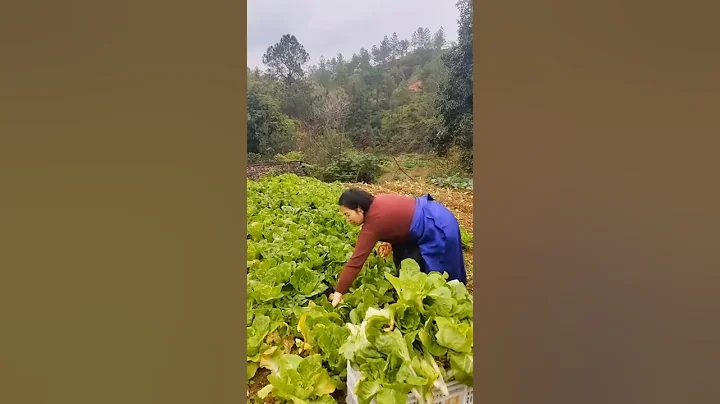 Feeding Free-Range Chicken With Fresh Vegetables From Farm #short #satisfying - DayDayNews