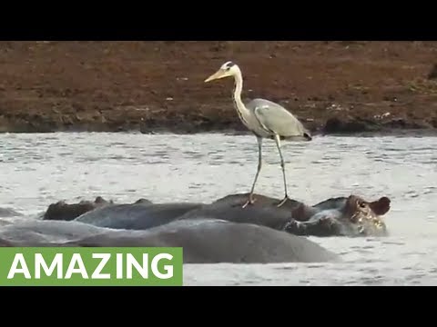 Heron displays impressive balancing skills on back of hippo