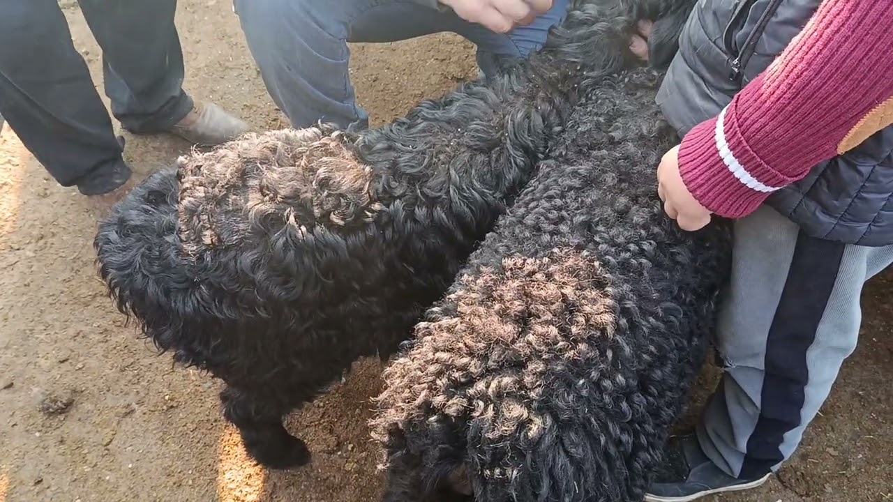 Margʻilon kominat qoy bozor 