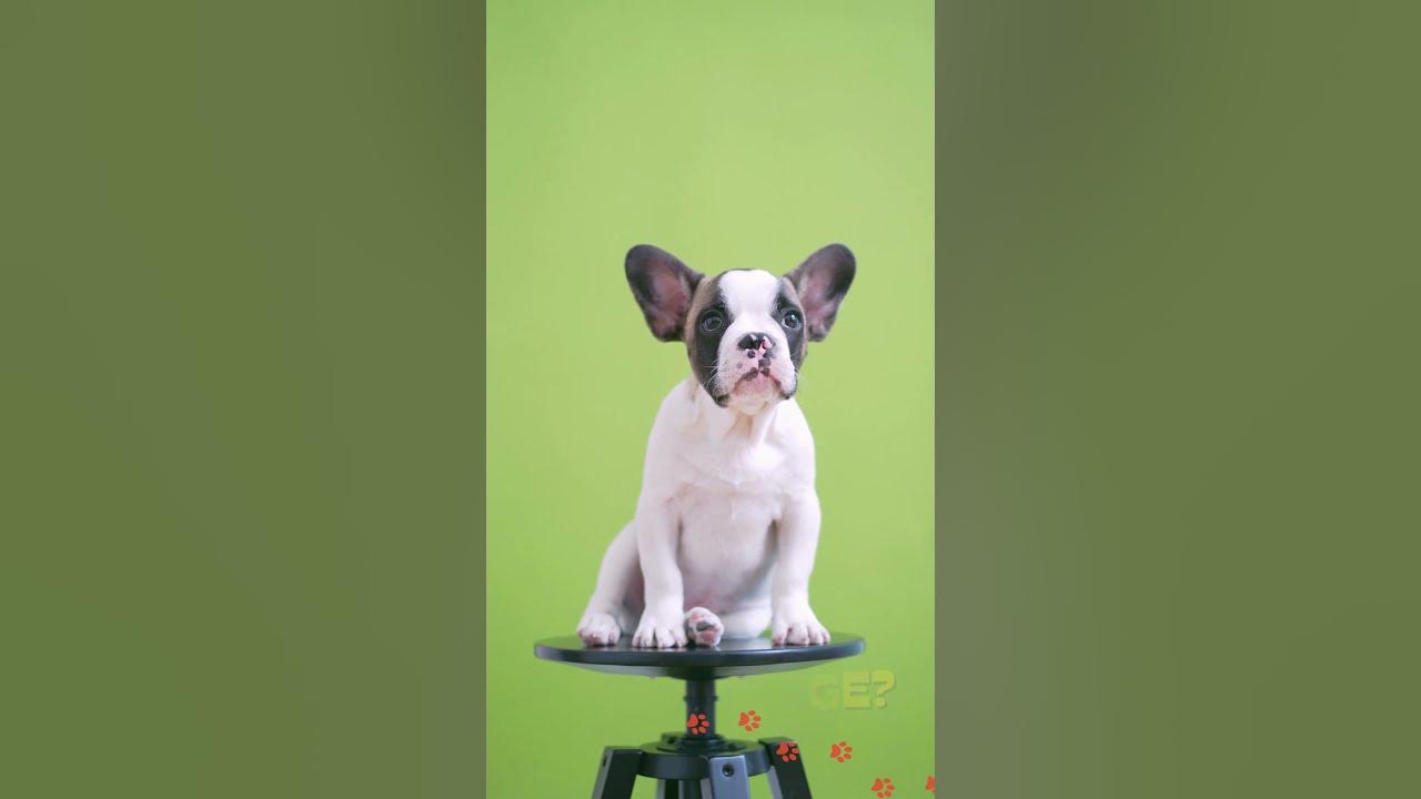can-dogs-eat-red-cabbage-cabbage-news-youtube