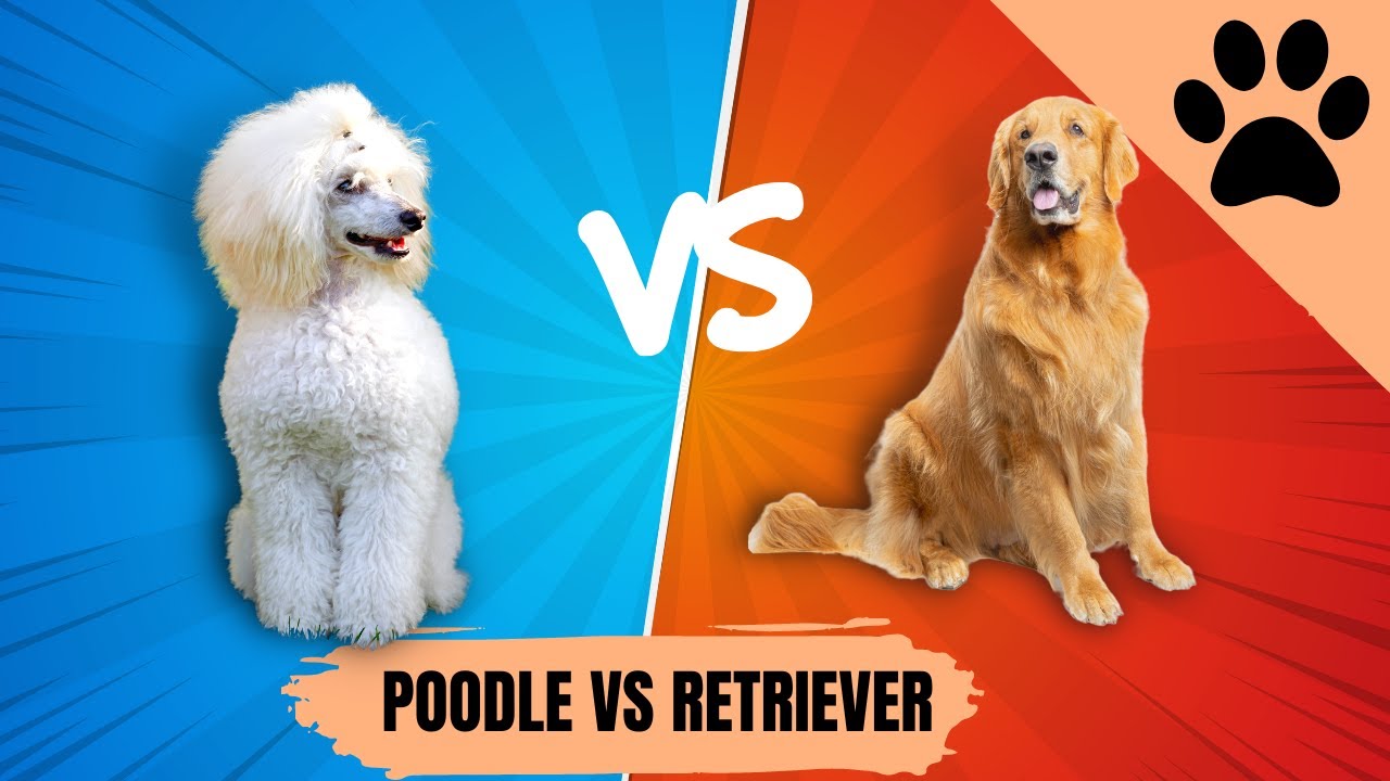 Poodle Vs Golden Retriever Which One