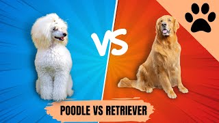 Poodle vs Golden retriever  Which one is Best?