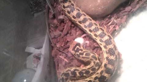 Gopher snake eating mouse