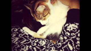 Unusual Article Uncovers The Deceptive Practices Of Pets