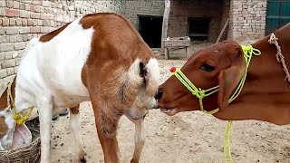Calf Drinking Goat Milk New Video Today