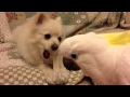 骨ガムを食べる犬をガン見