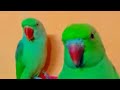 DimpalYadav is live ringneck parrot live stream