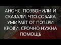 АНОНС.  Позвонили и сказали, что собака умирает от потери крови  Срочно нужна помощь