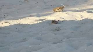 Sparrow sand bath at the beach