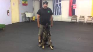 Teaching sits, stands, downs, fronts, get in, and heel position