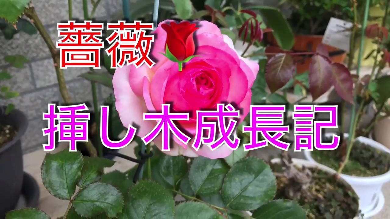 薔薇挿し木 成長記 Youtube