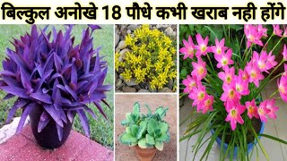 बिल्कुल अनोखे 18 पौधो के नाम ओर दाम जिन्हे हैंगिंग पॉट में लगाकर धूप में रखिए/Hanging Basket Plants/