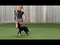 Танцы с собаками Dog dance Тимошина Светлана &amp; Брина. Танец &quot;Магия Востока&quot;. Тренировка. 15.08.2022