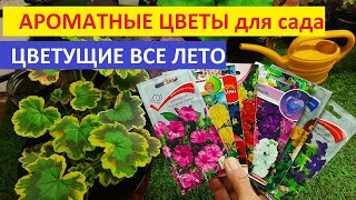 Цветы Непрерывного Цветения Для Сада И Балкона Цветут Все Лето Неприхотливые