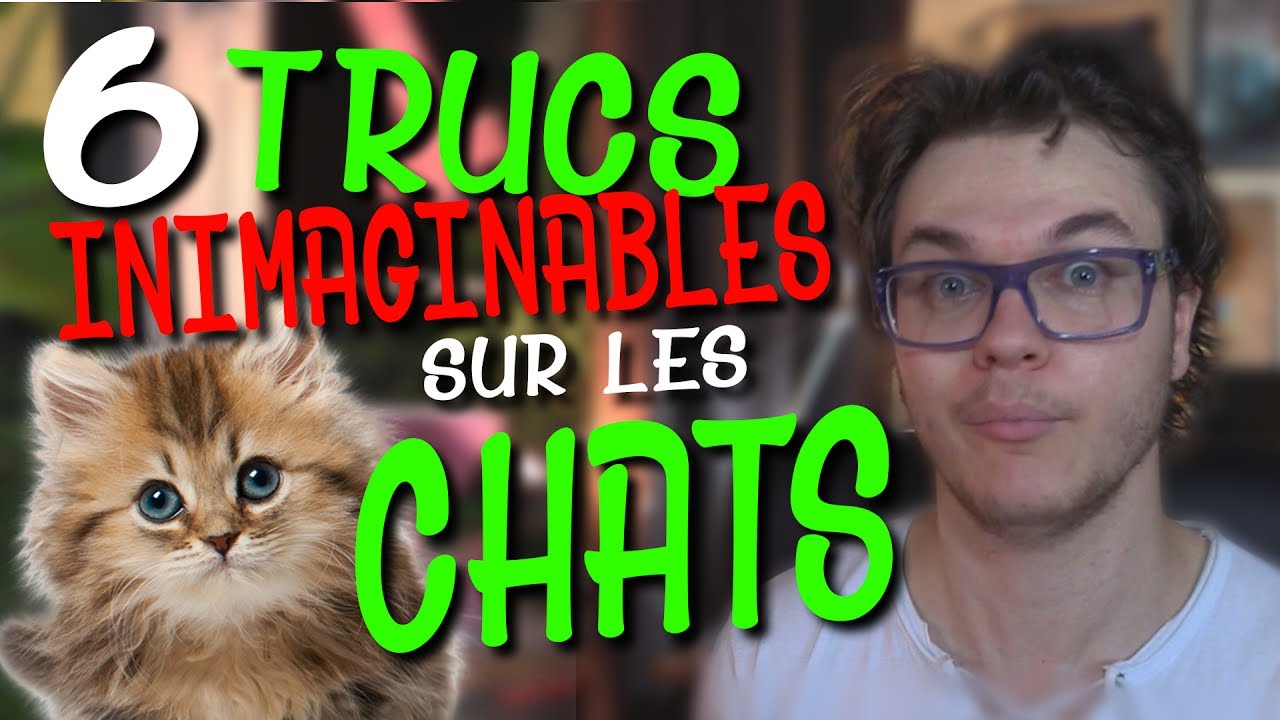 CHRIS : 6 Trucs Inimaginables Sur Les Chats !