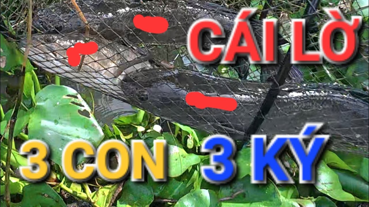 QUÁ SÓC CÁI LỜ DÍNH 3 CON  3KG TOÀN HÀNG KHỦNG KHÔNG