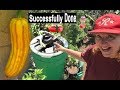 Gardening Fun & Easy, Garden Water Fountain, Hummingbirds, Collecting Seeds Year Old Zucchini Squash