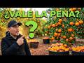 ¿VALE LA PENA trabajar en las MANDARINAS? 🍊 Mi experiencia real en España