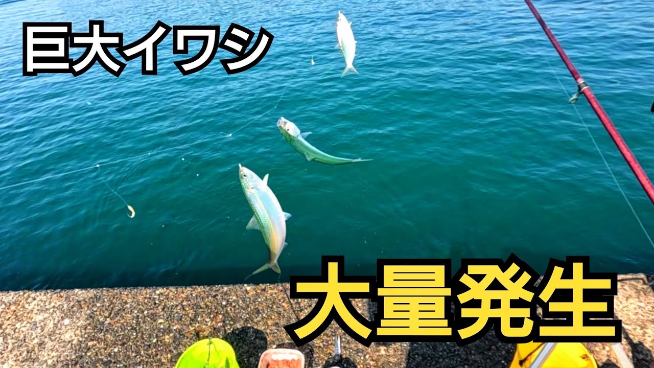 A Massive School of 20cm+ Giant Sardines Attacks! Non-Stop Bites