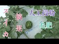 スイカ~人工授粉・摘果・追肥のやり方