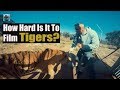 It&#39;s Hard To Film Tigers Fighting Or Roaring, Let&#39;s Try Three Massive Tigers!