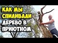 Аптеки в Приютном | В гостях у тети Тани | Как мы спиливали дерево | Абиссинская кошка Фиса и Марфа