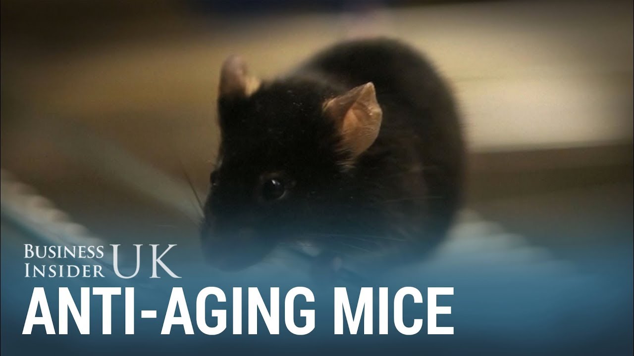 Researchers Have Found A Way To Make Mice Live Longer Youtube