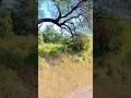 #naturelovers #travel #trees #roadtrip #shortsvideo #indiatopindia