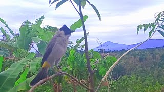 pikat burung KUTILANG GACOR...Nekat datangi kutilang liar banyak dan ngotot