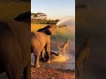 The Leopard Tried to Take the Baby Elephant… But the Mother Fought Back with Water 💦🐆🐘😱 #표범 #코끼리 #공격