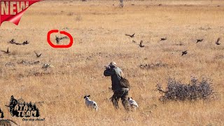 Chukar & Grey Partridge Hunting ATA TEAM Keklik Avı
