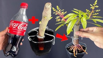 SUPER SPECIAL TECHNIQUE for breeding MANGO with coca~cola, super fast