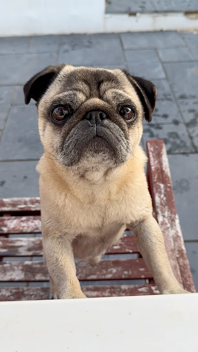 Puppy Dog Eyes! 👀 #pug #pugdog #pugs