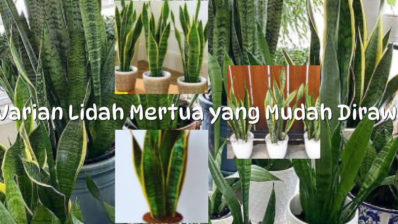 8 Varian Lidah Mertua yang Mudah Dirawat untuk Pemula, Cuma Butuh Sedikit Air & Cahaya