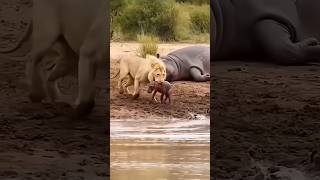 “Heartbreaking Wildlife Moment – Lion Takes Down Baby Hippo!”