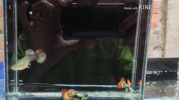 Guppy Rồng Đỏ Full Tia Full HD | Hoàng Thiên